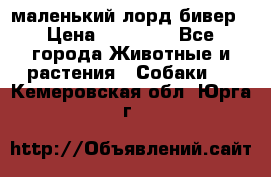 маленький лорд бивер › Цена ­ 10 000 - Все города Животные и растения » Собаки   . Кемеровская обл.,Юрга г.